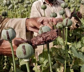 ingedroogd melksap papaver somniferum